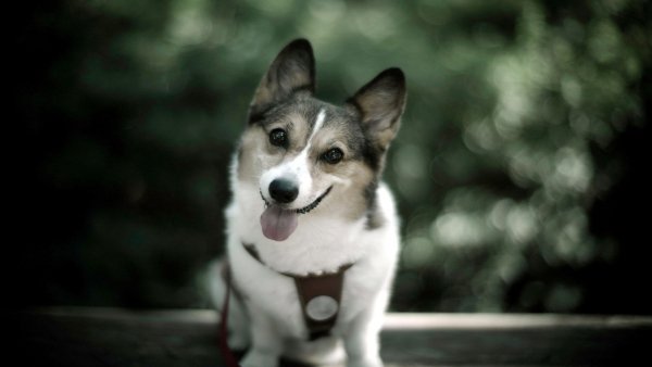 file_81634111