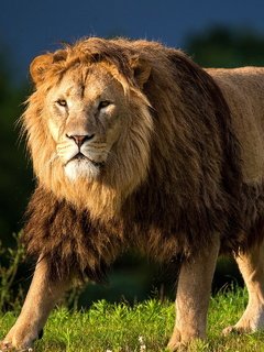 anywalls.com-70312