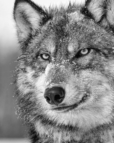 wolf