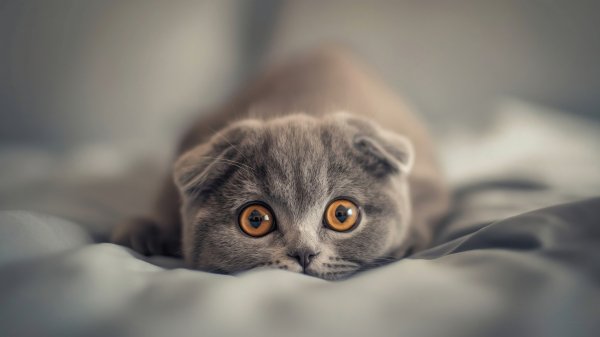 Вислоухий шотландский котенок