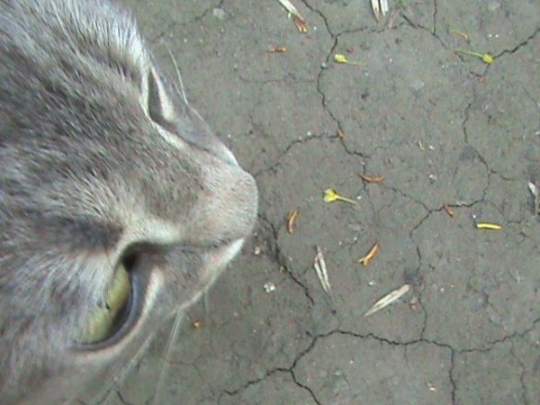Кошечка - Сумасшедшая птичка