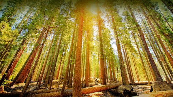 Роща Марипоса Гроув Йосемити Mariposa Grove UHD обои 4К
