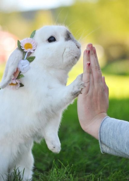 rabbits