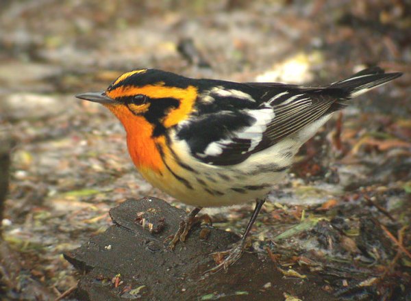 Blackburnian Warbler2