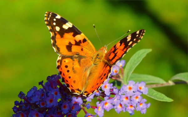 macro-butterfly-flowers-makro-tsvety-babochka