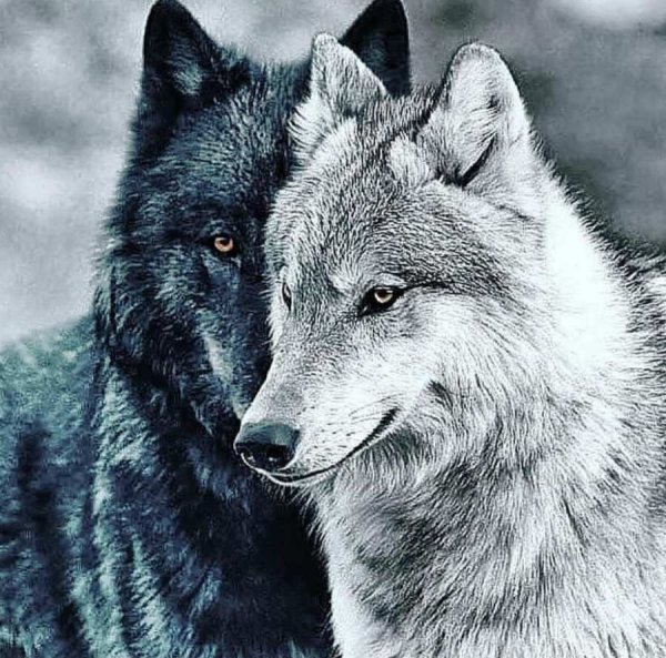 wolf