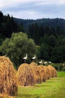 Карпаты
