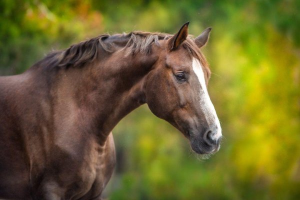 Horses 17
