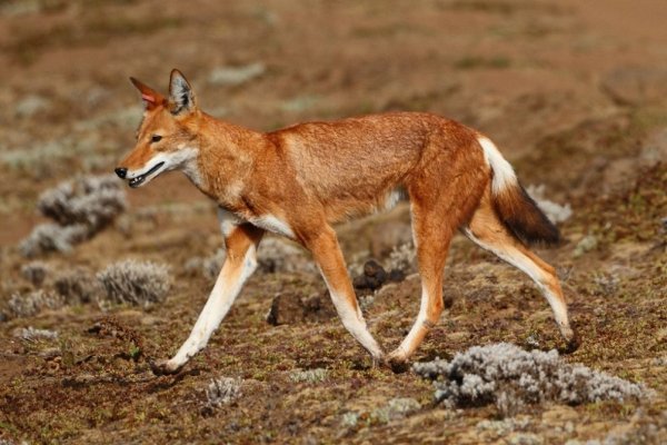 Эфиопский шакал