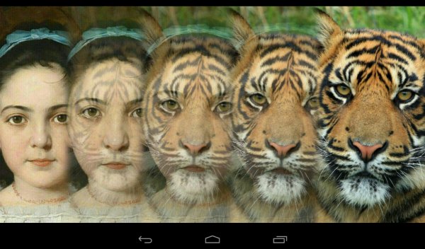 com.ster.animal.morph
