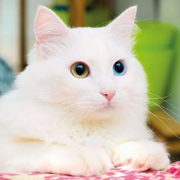 Кошка.. (6)