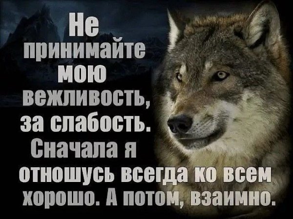 Волк