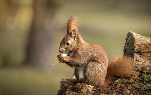 Squirrel