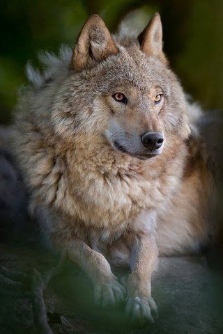 file_75044135