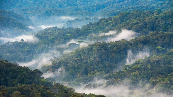 BwindiNationalForest ROW9489355035 UHD