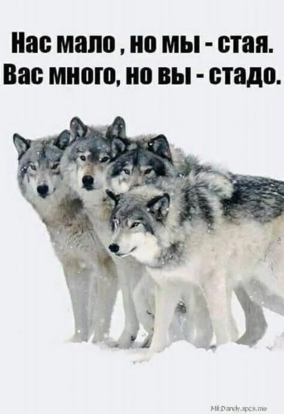 Стая и стадо