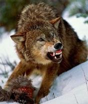 Wolf