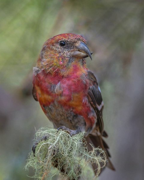 Испаньолский клёст - Hispaniolan Crossbill