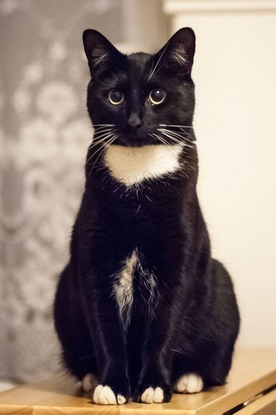 Чёрный кот
