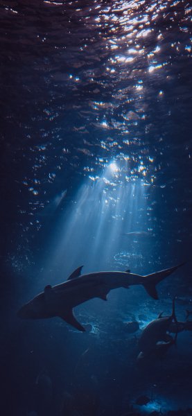 file_96381396