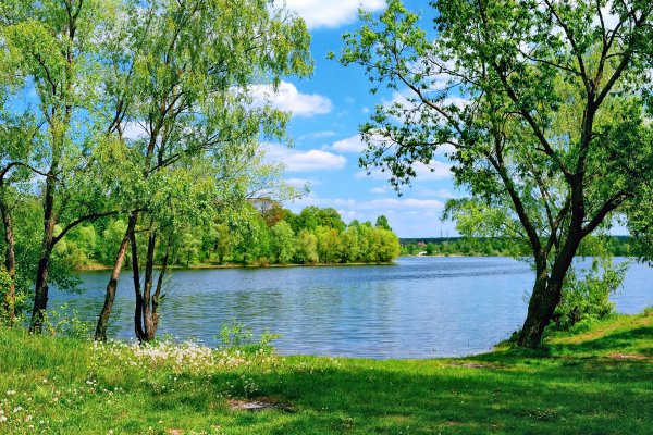Lake Summer Trees Grass