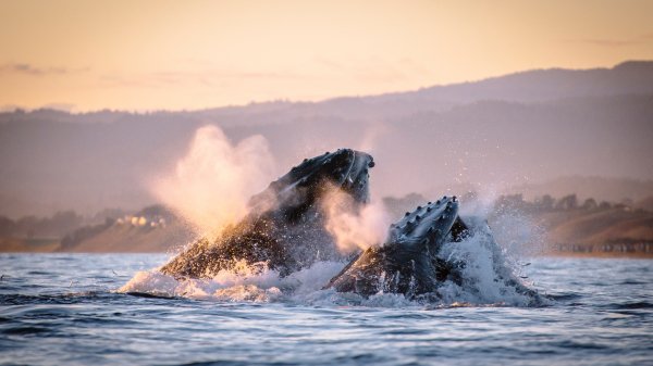 MontereyHumpbacks ROW0446556209 UHD