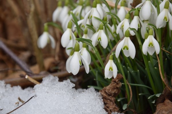snowdrop-2136964 1920