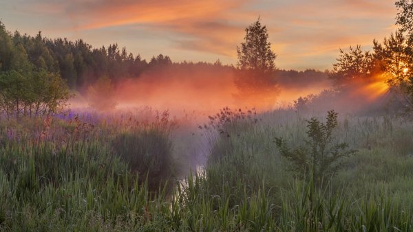 file_94254911