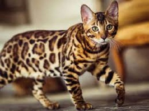 Бенгальская кошка
