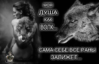 Moya duwa kak volk
