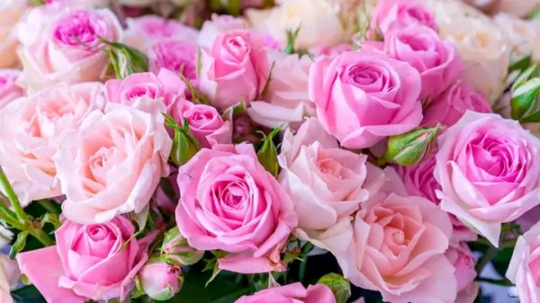 file_95693611