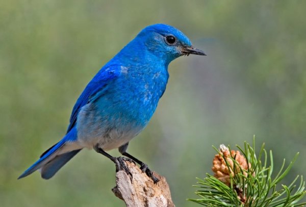 22-drives-birds.19