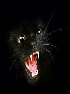 Black Cat
