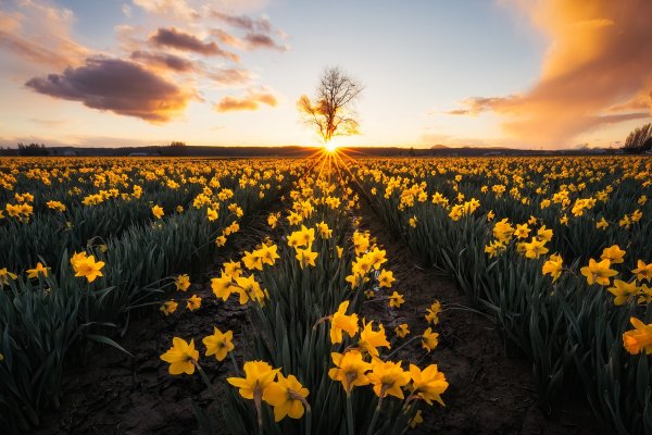 skagit-valley-washington-state-dolina-skadzhit-shtat-vashi-2