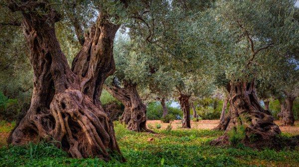 OliveOrchard ROW4284986499 UHD