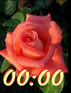 цветы
