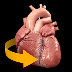 Heart 3D Atlas of Anatomy 1.0.4