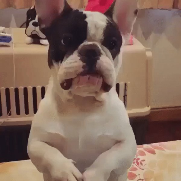 gif 1467325319