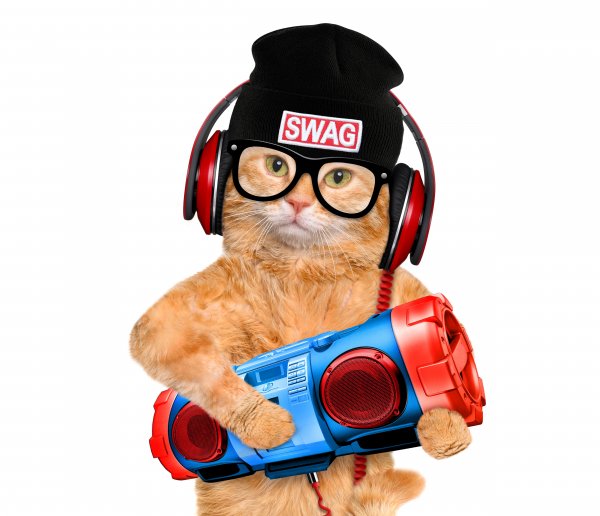 Cats White background Ginger color Glasses Winter 5000x4300