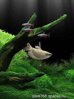 Flesh akvarium