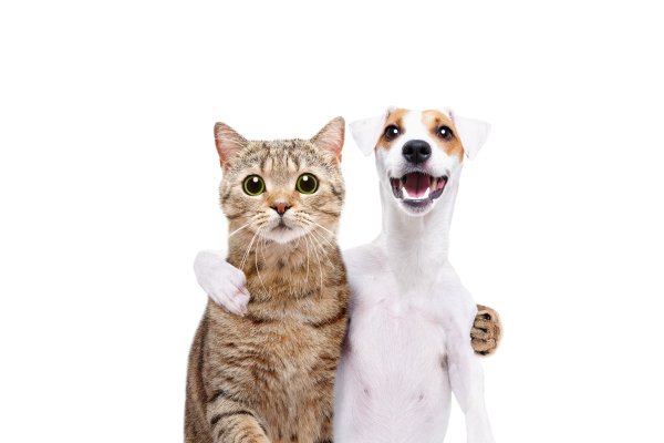 Shutterstock 1313111651