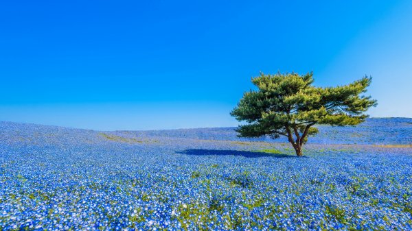 file_101328381