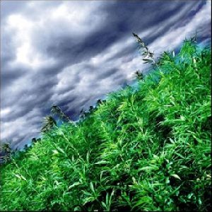 Циммер Линн-Marihuana mifyi i faktyi