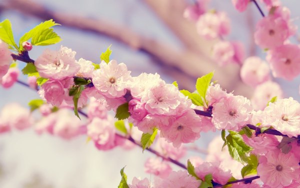 Wallpapers 4084