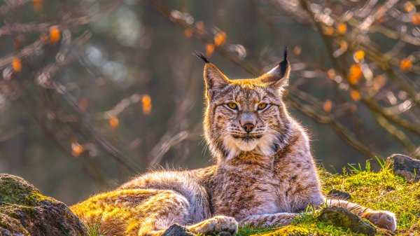 SiberianLynx ROW0430935564 UHD