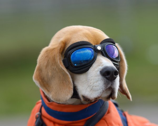 Dogs Beagle Glasses 492809
