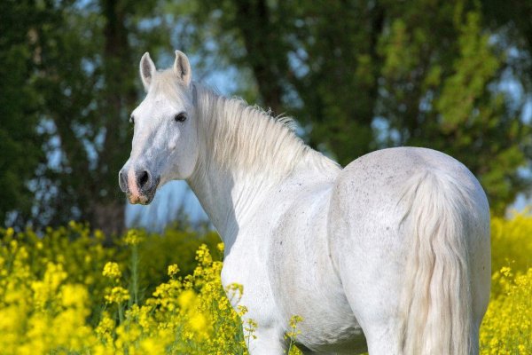 Horses 15