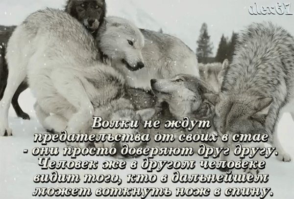 Волк