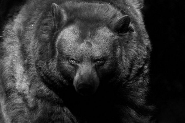 animal-portraits-zoo-photography-boza-iv