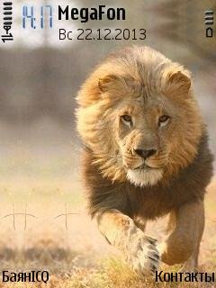Lion лев красавец